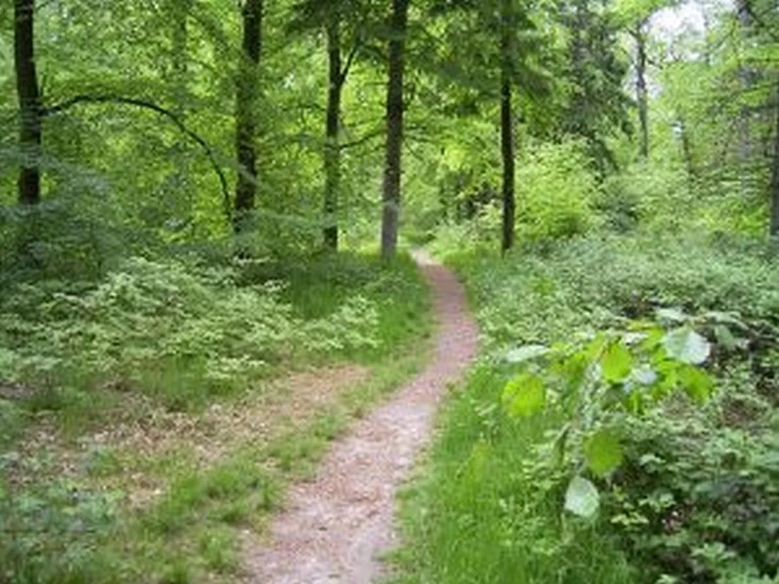 Kreative Waldentspannung